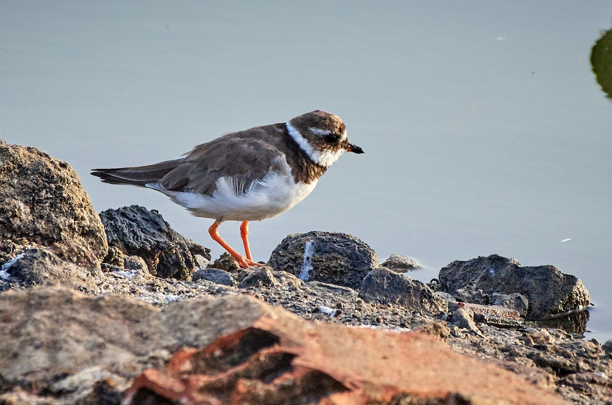 Common Ringed Plover - Tomáš Grim