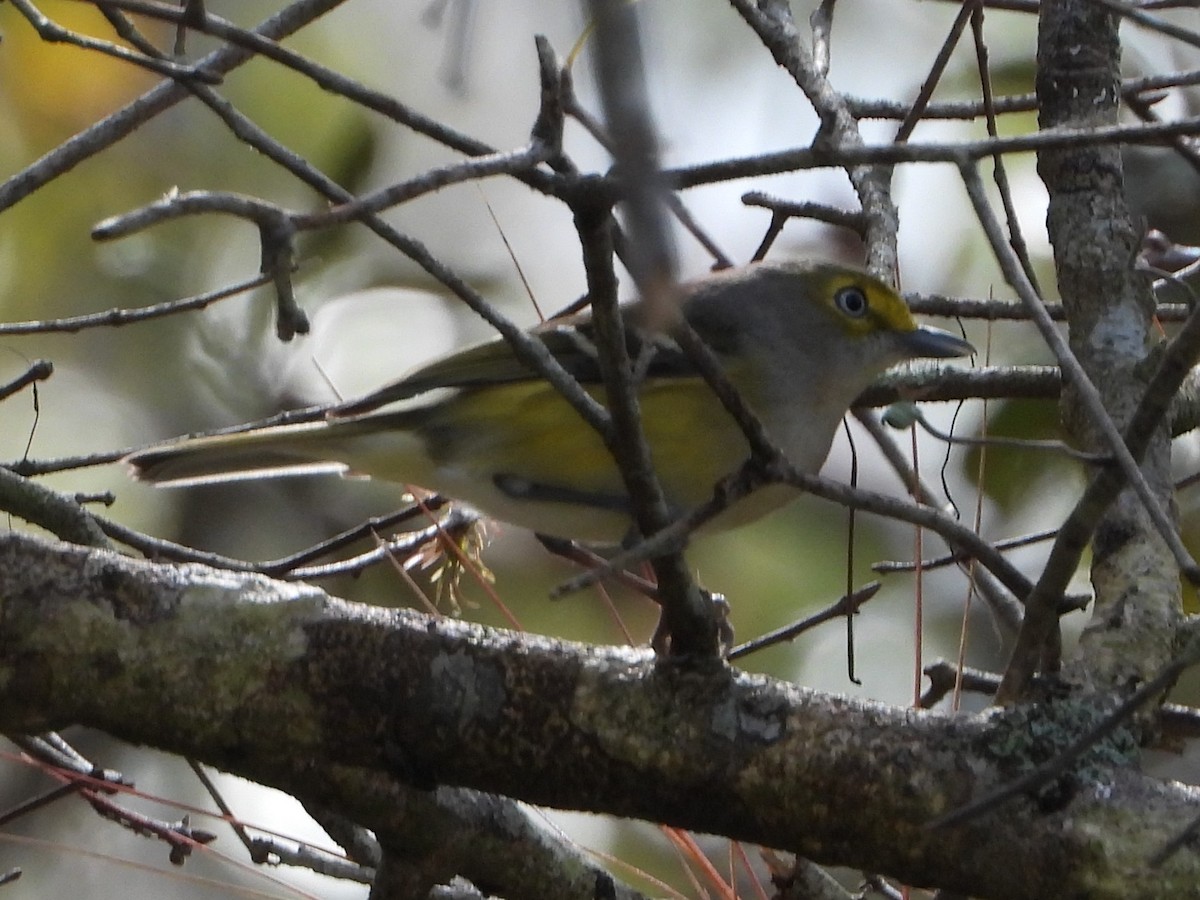 White-eyed Vireo - ML525544321