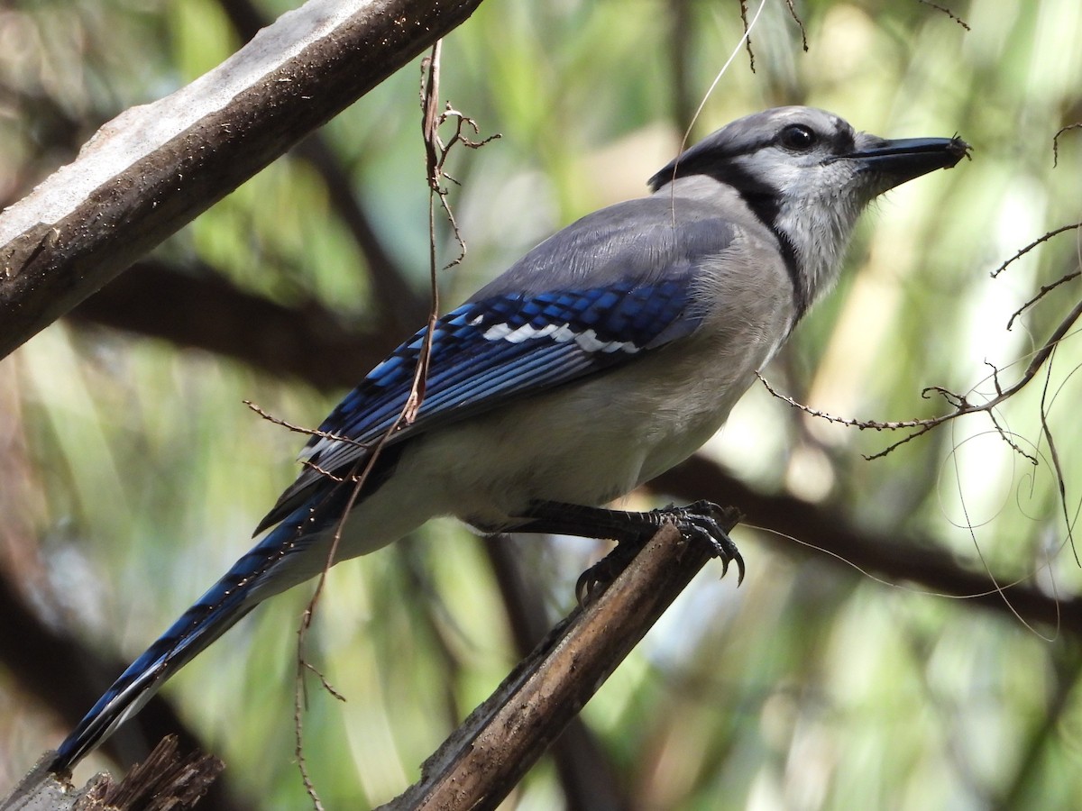 Blue Jay - ML525544361