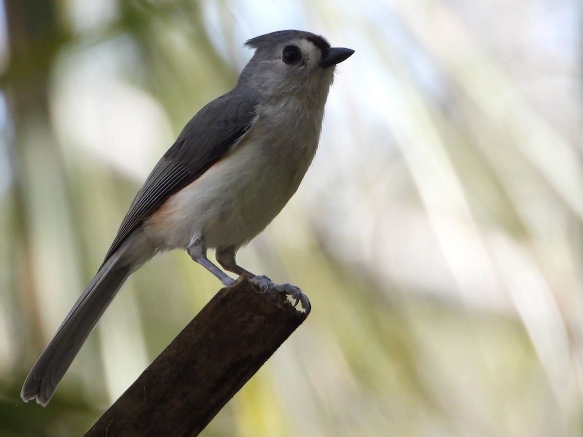 Tufted Titmouse - ML525544401