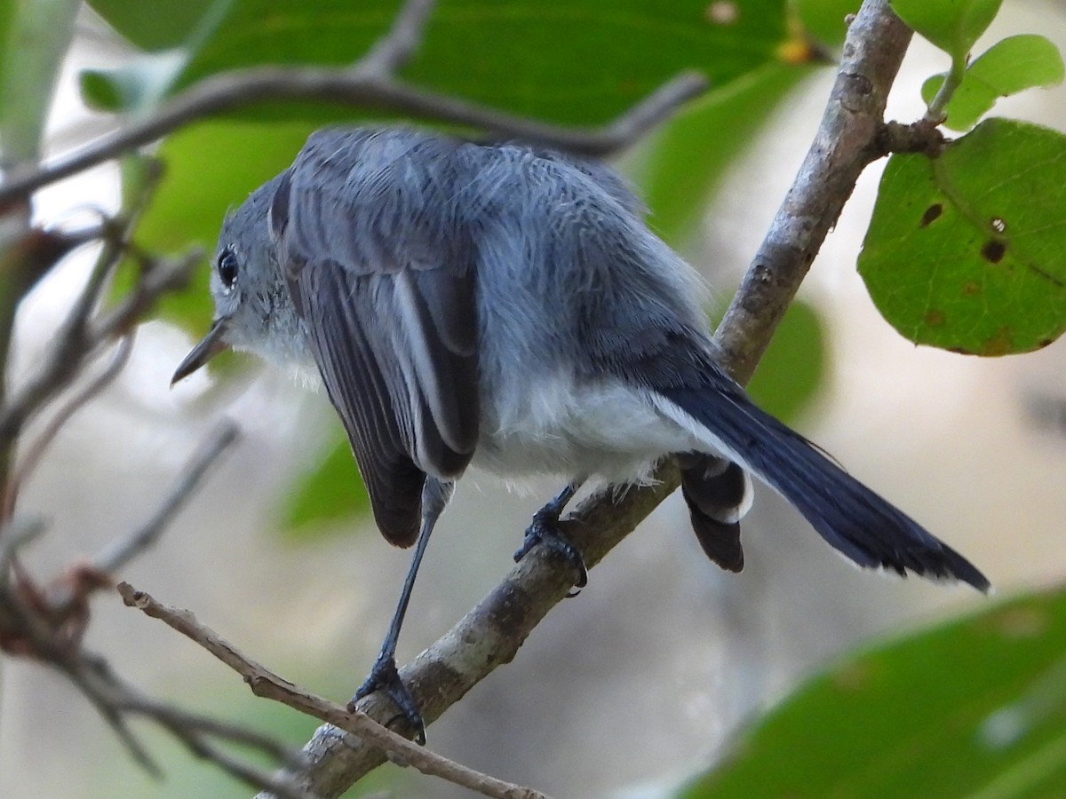 Blue-gray Gnatcatcher - ML525544421
