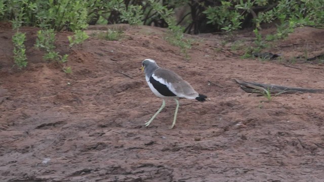 White-crowned Lapwing - ML525544531