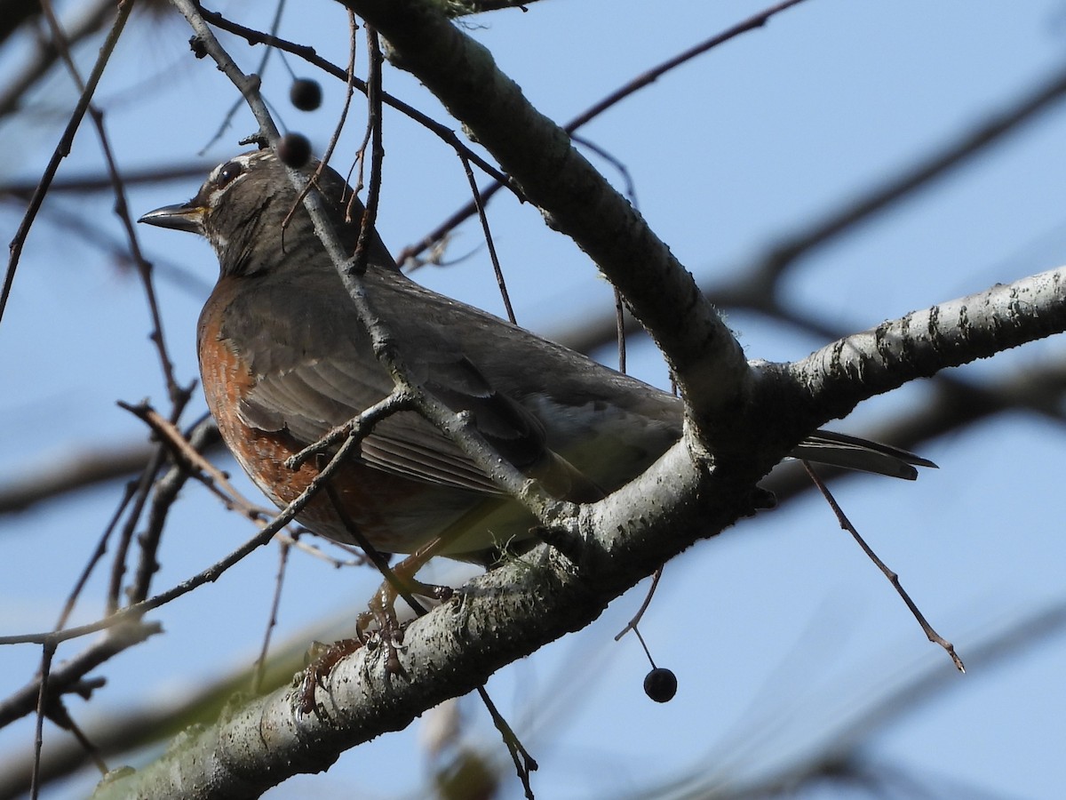 American Robin - ML525544551