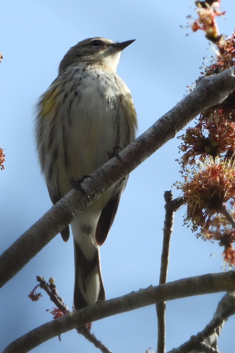 Yellow-rumped Warbler - ML525544591