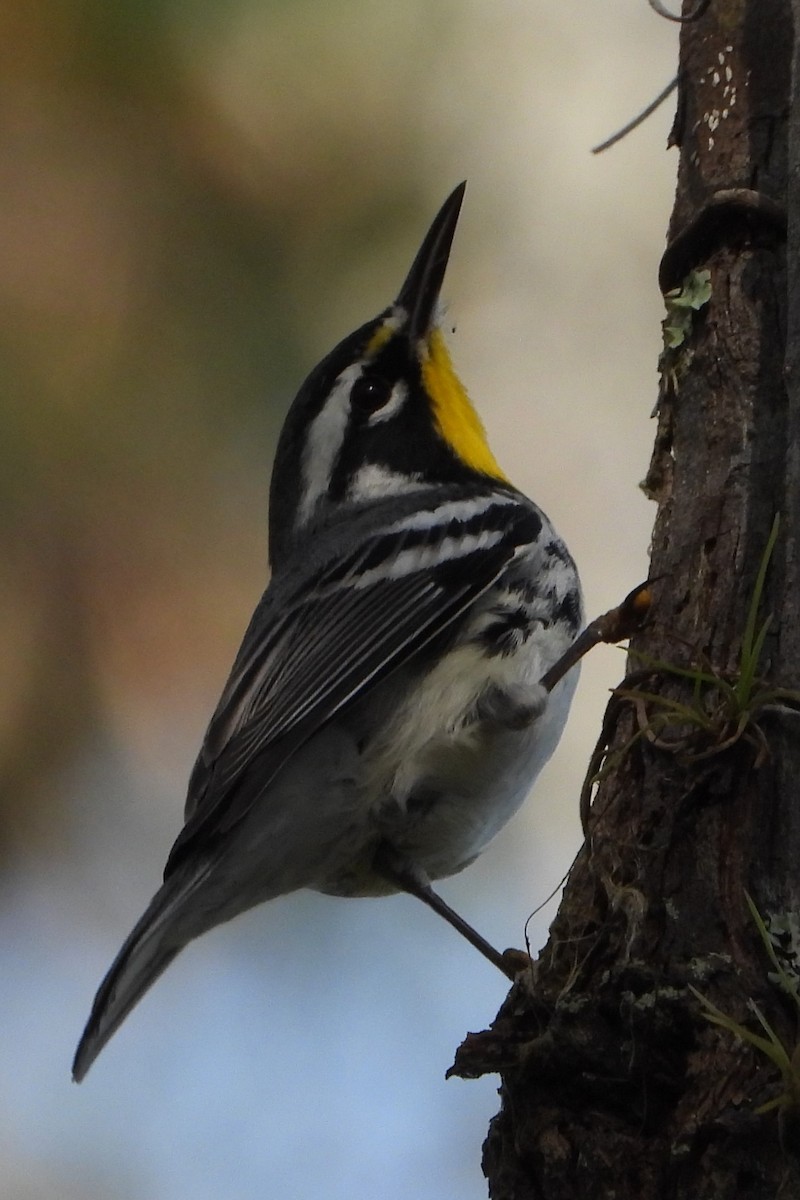 Yellow-throated Warbler - ML525544601