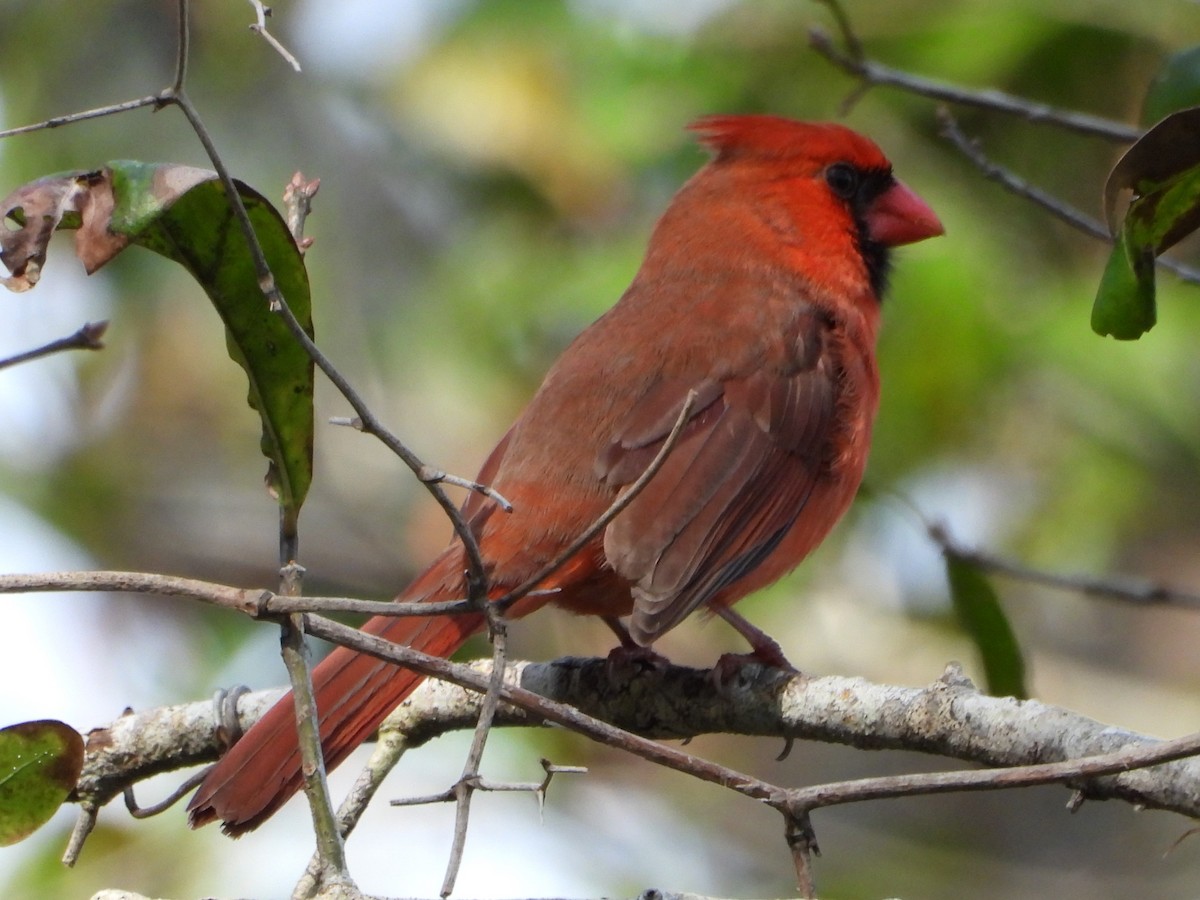 Northern Cardinal - ML525544611