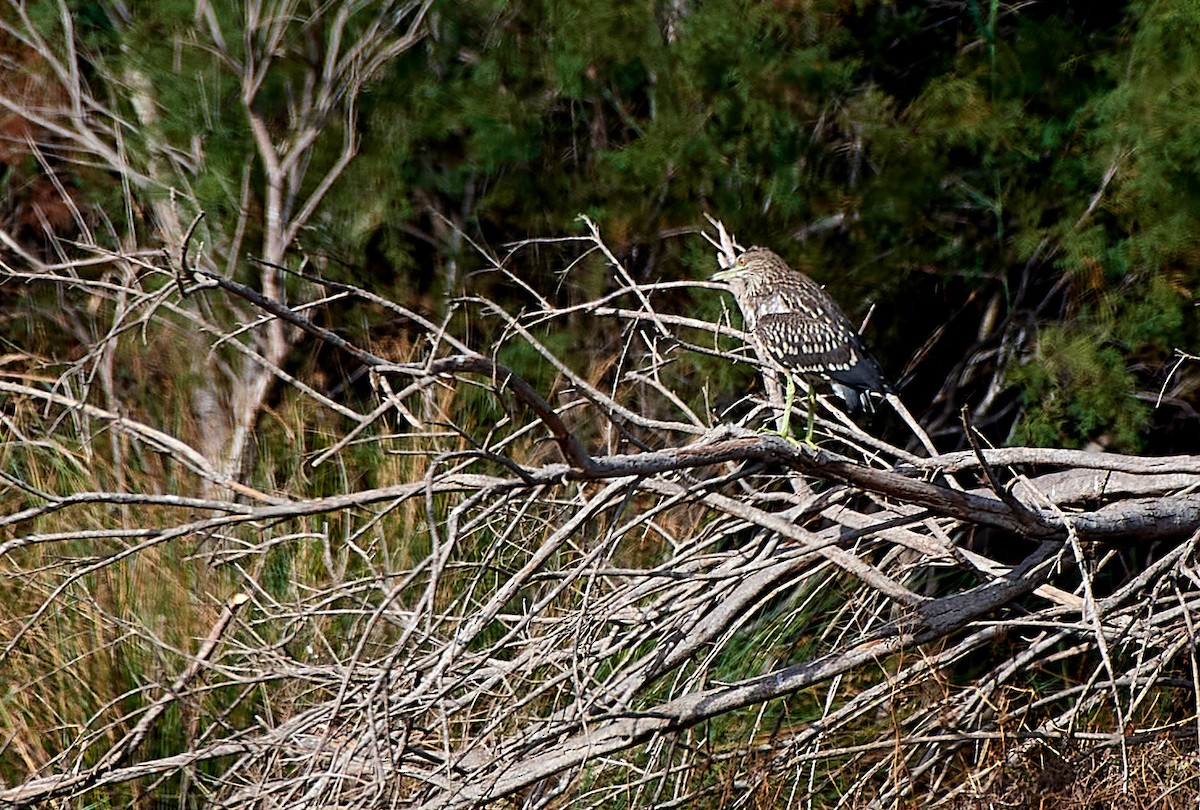 Black-crowned Night Heron - ML525545271