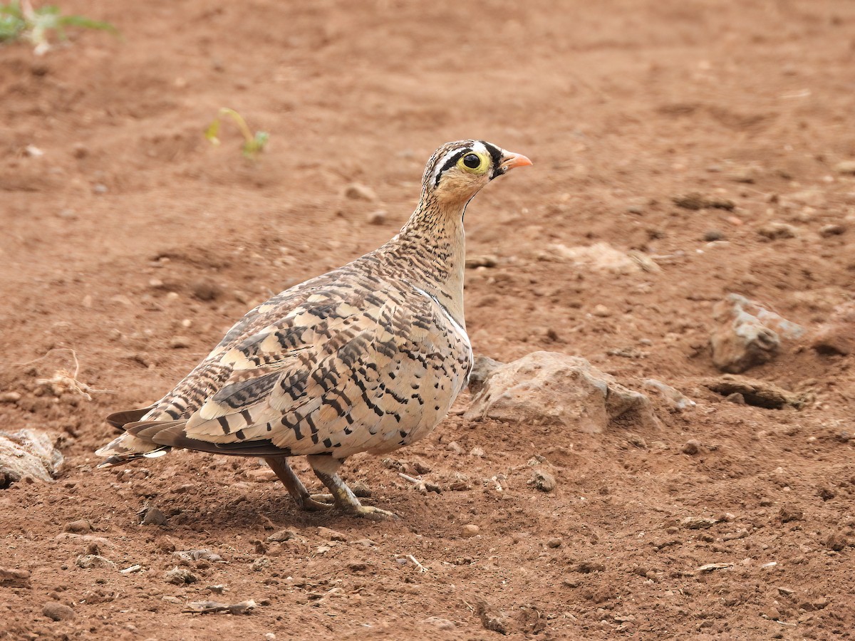 Black-faced Sandgrouse - ML525545581