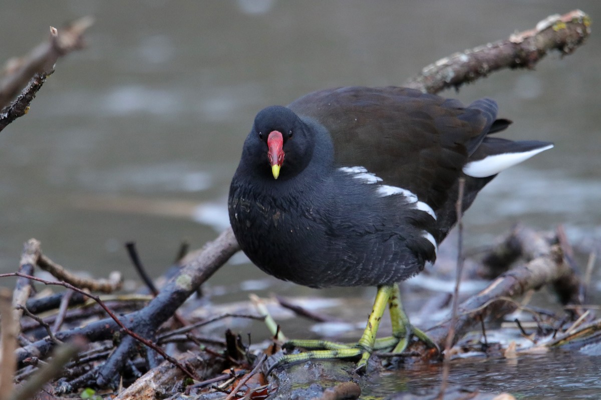 Eurasian Moorhen - ML525545941