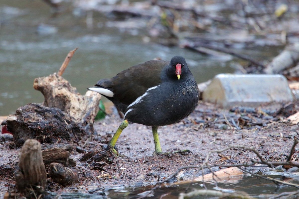 Eurasian Moorhen - ML525545961