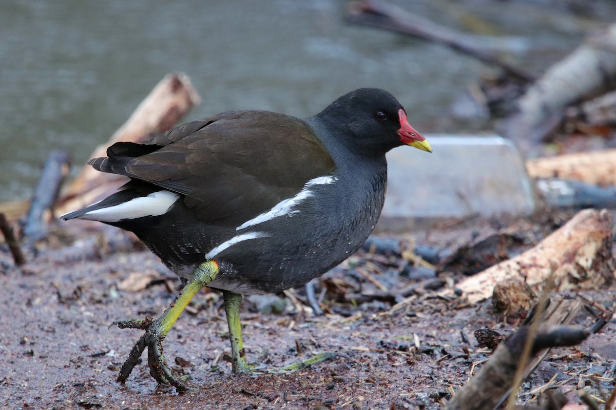 Eurasian Moorhen - ML525545971