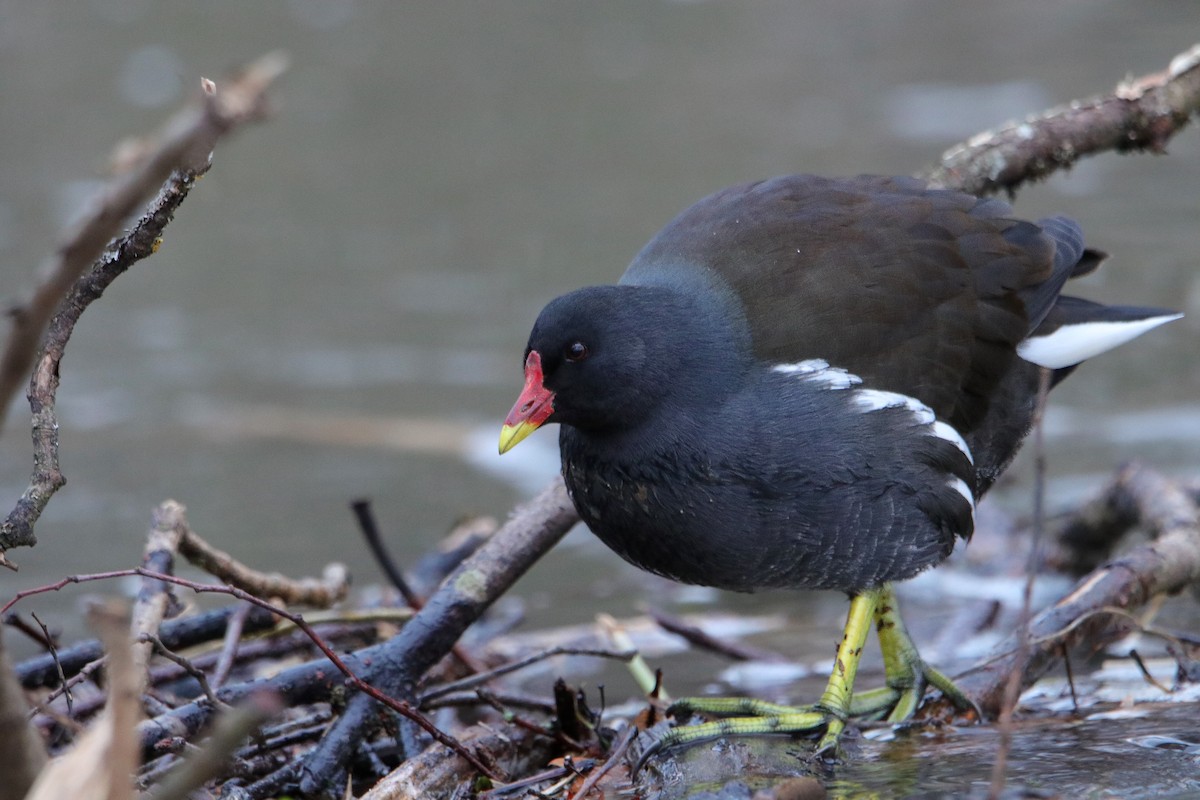 Eurasian Moorhen - ML525545981