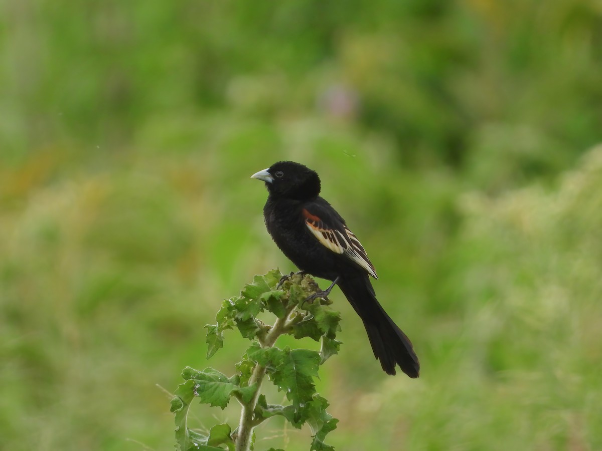 White-winged Widowbird - ML525546121