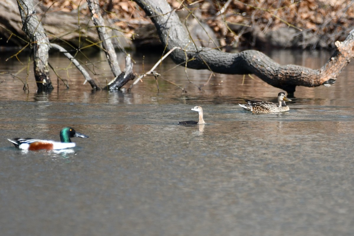 Pied-billed Grebe - ML525546731