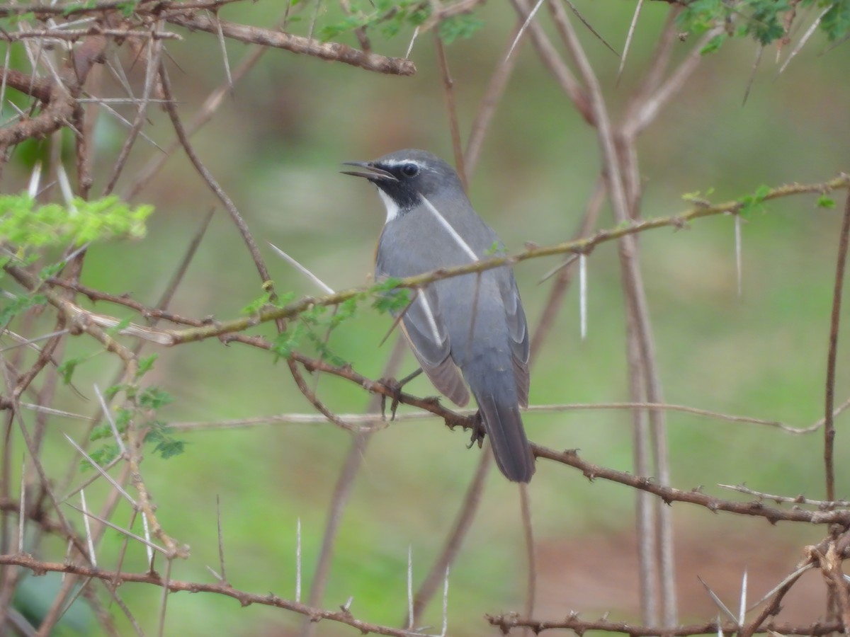 White-throated Robin - ML525546801