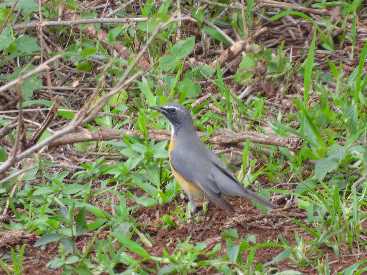 White-throated Robin - ML525546821