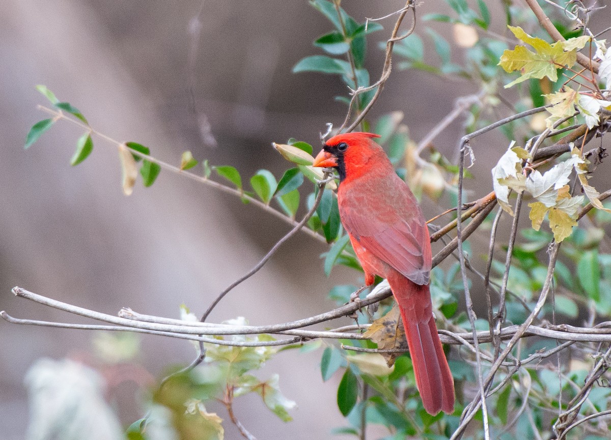 Cardinal rouge - ML525550521