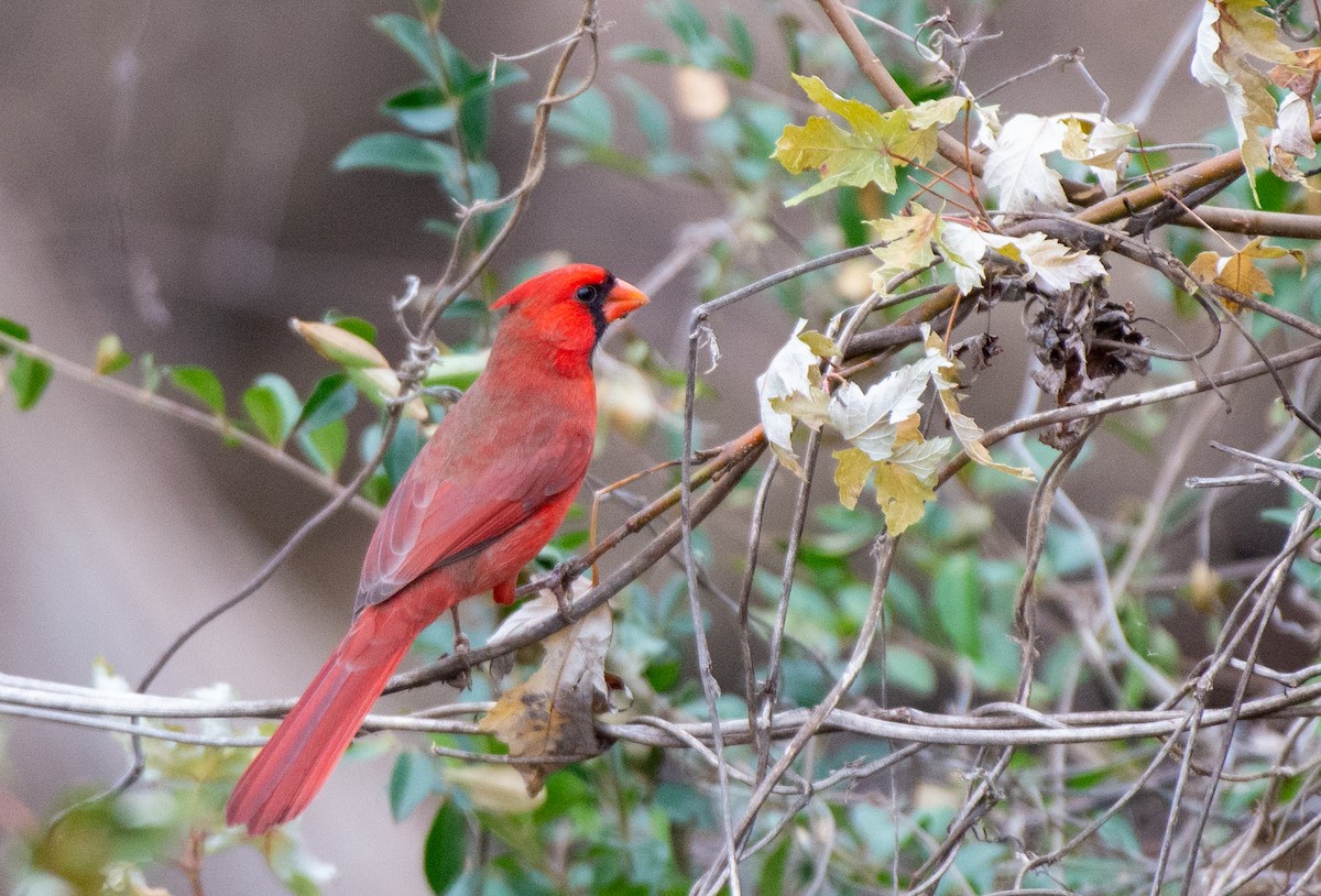 Northern Cardinal - ML525550531