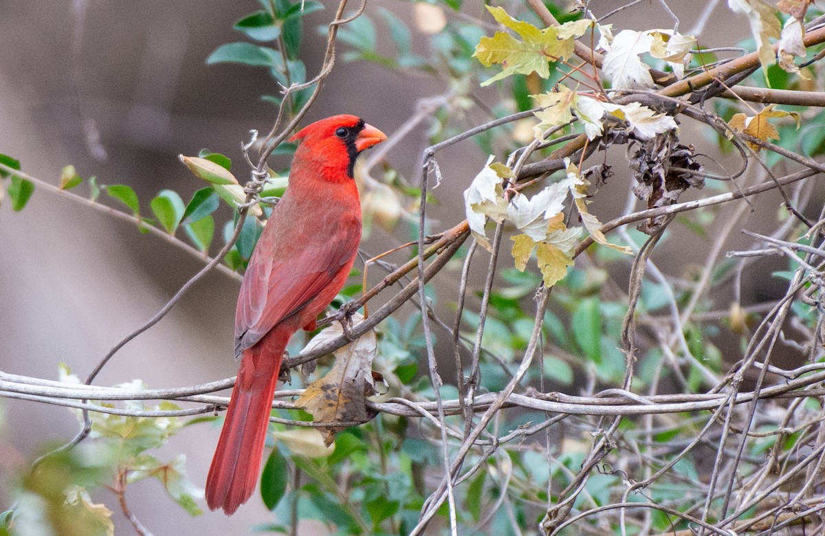 Northern Cardinal - ML525550541