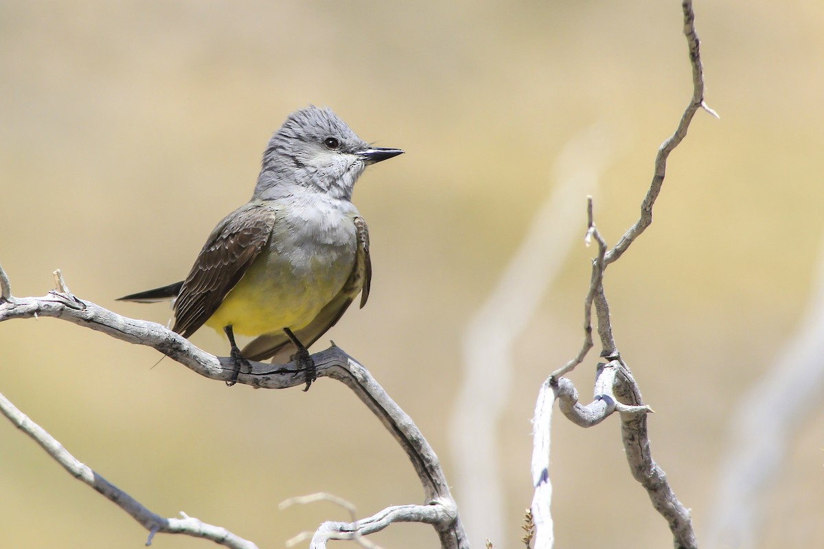 Western Kingbird - ML52555061