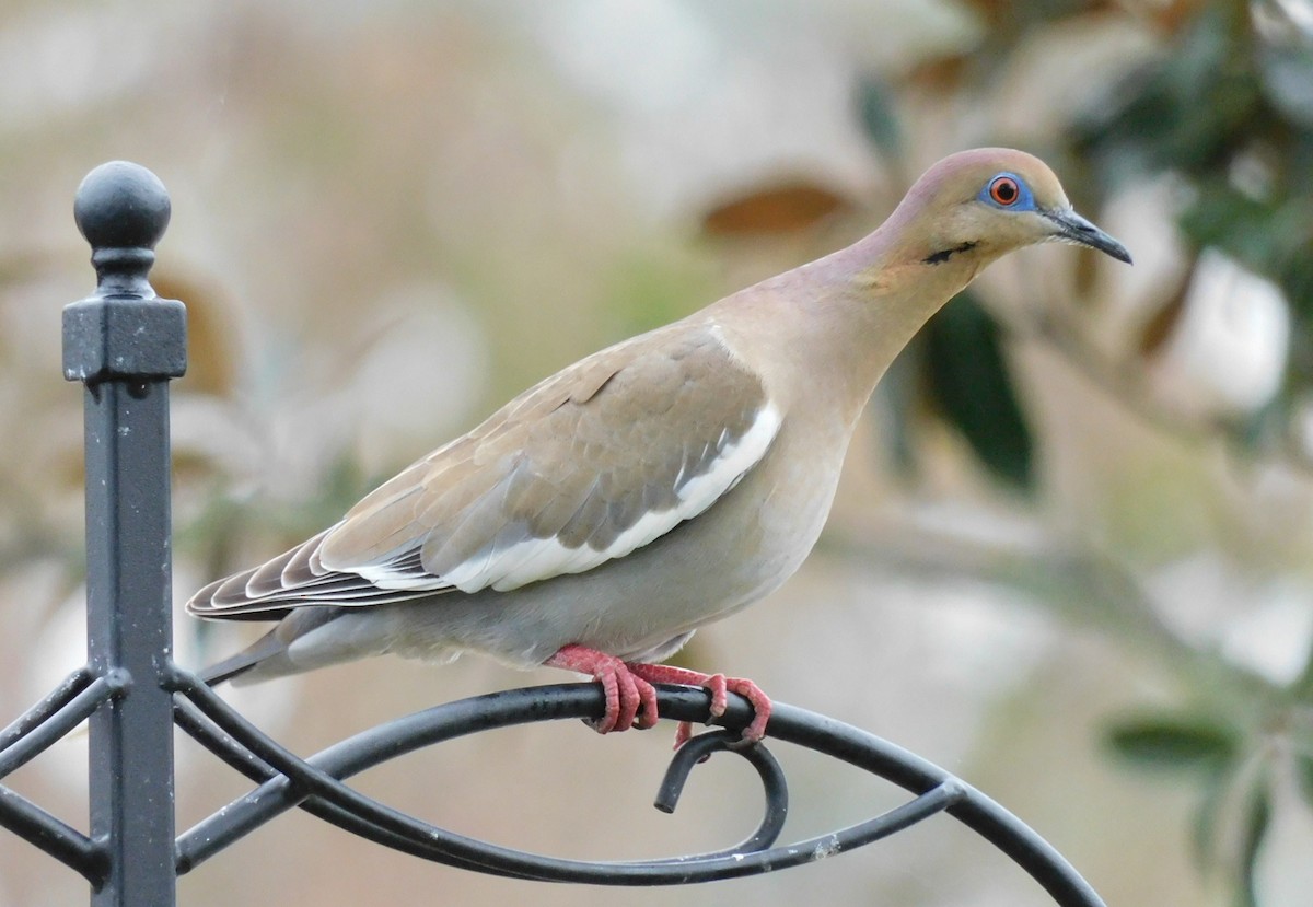 White-winged Dove - ML525550781