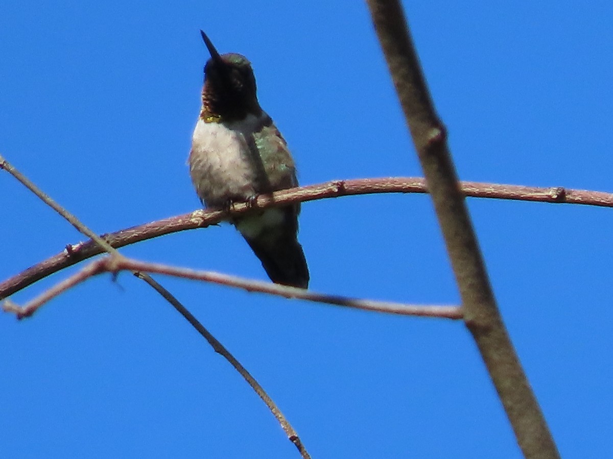 Ruby-throated Hummingbird - ML525550881