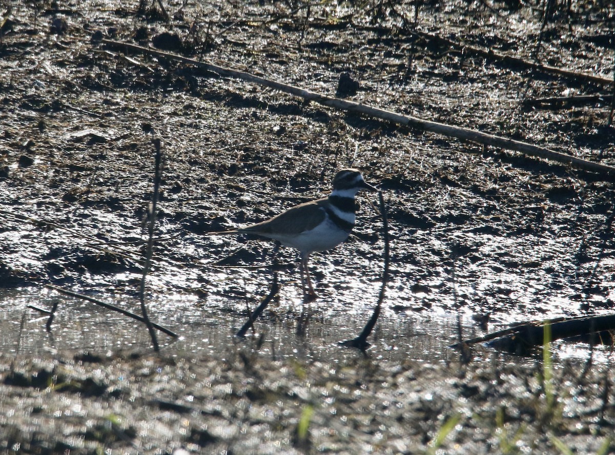 Killdeer - Louis Sharp