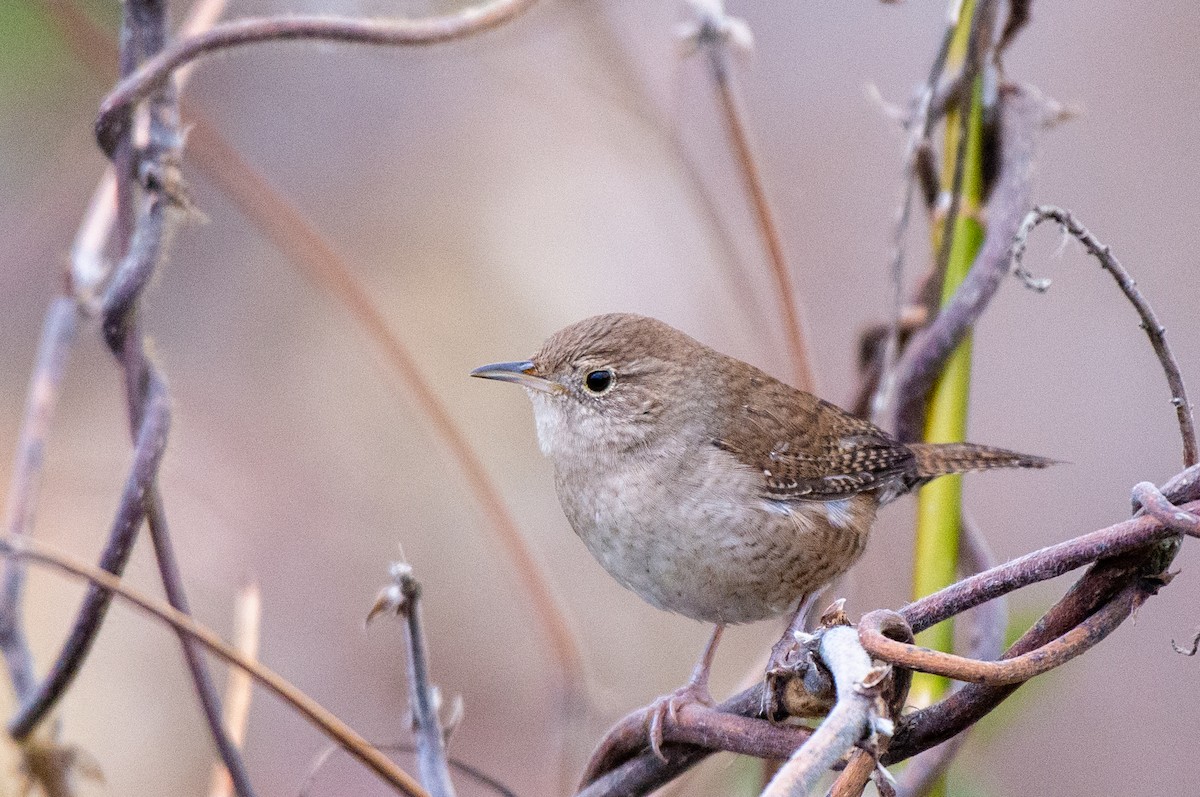 House Wren (Northern) - ML525551131