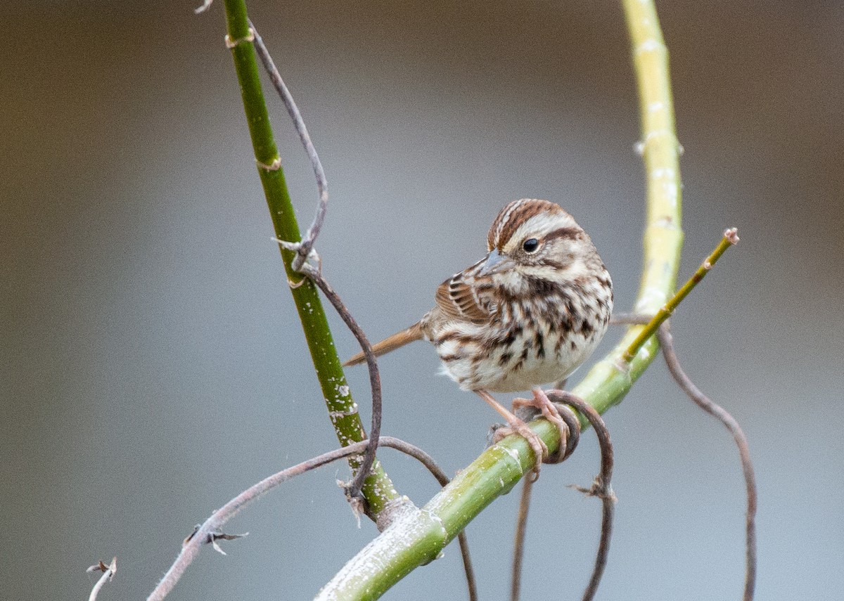 Song Sparrow - ML525551361