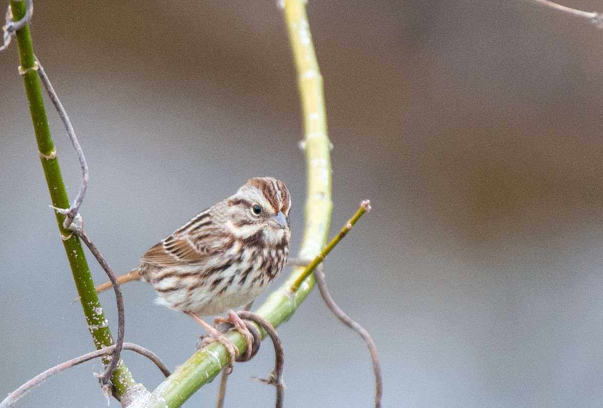 Song Sparrow - ML525551371