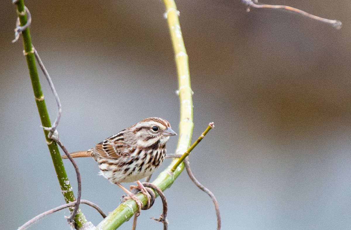 Song Sparrow - ML525551381