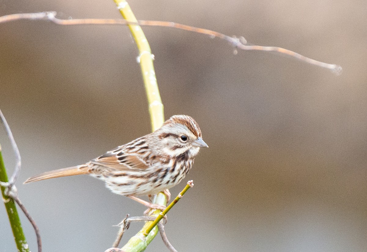 Song Sparrow - Herb Elliott