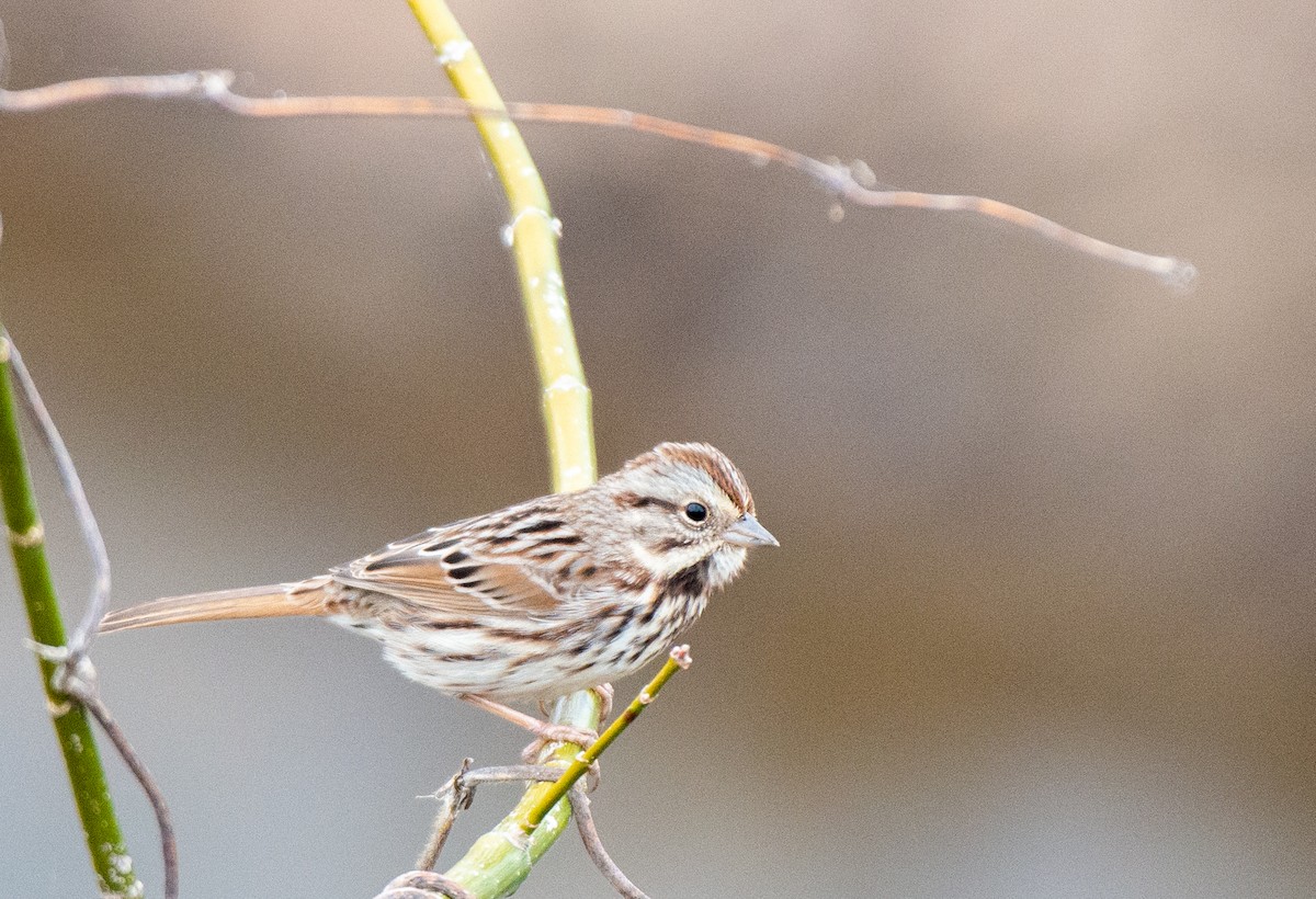 Song Sparrow - ML525551421