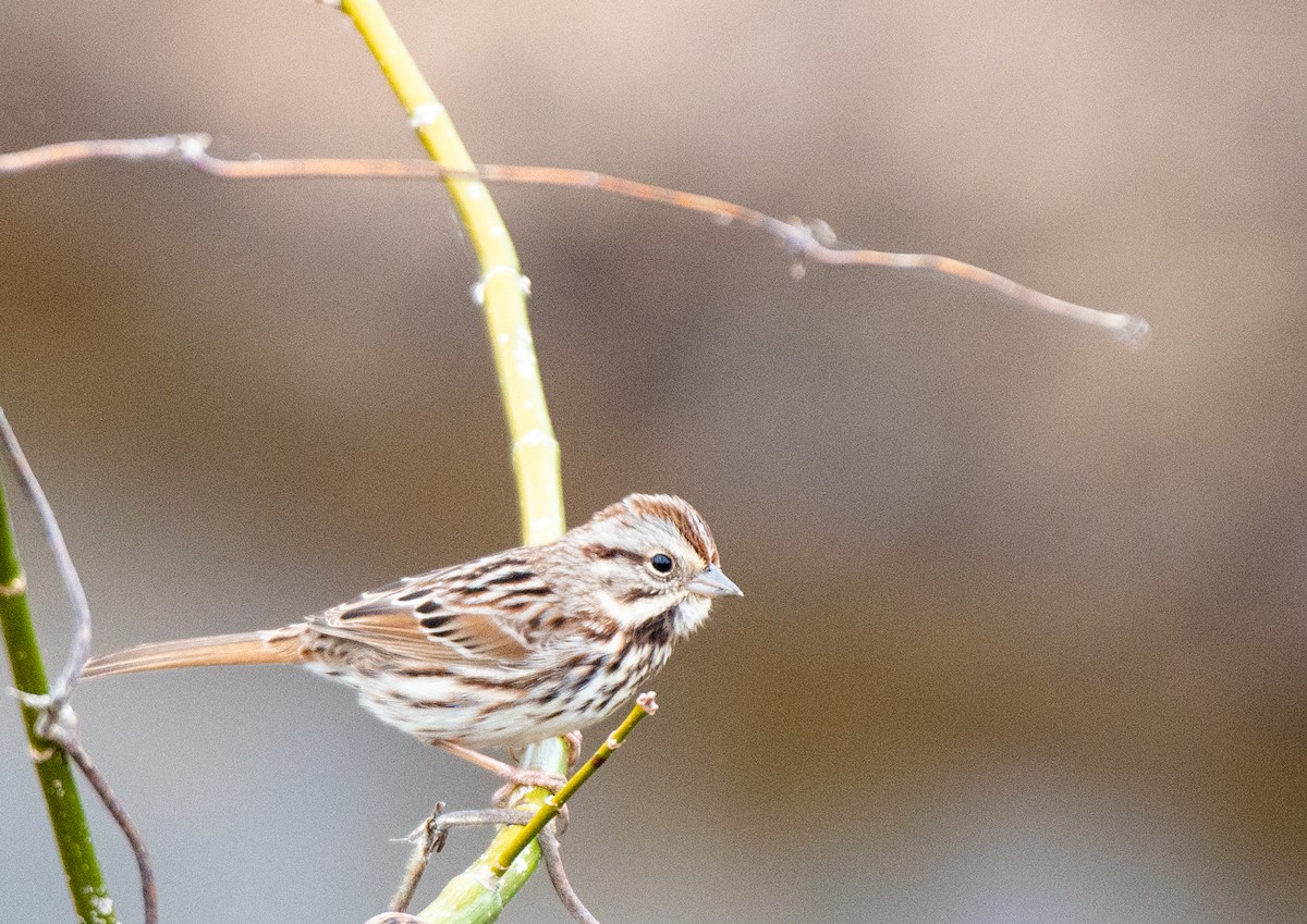 Song Sparrow - ML525551431