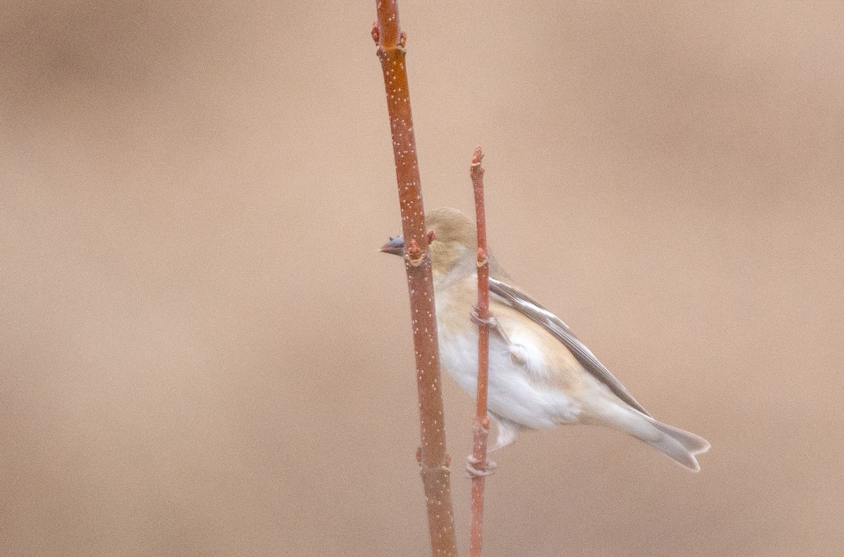 American Goldfinch - ML525551741