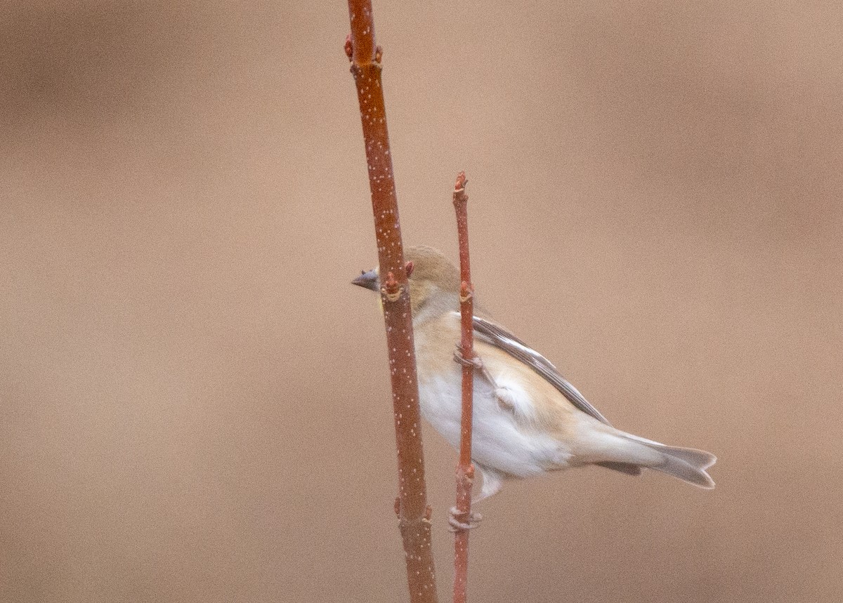 American Goldfinch - ML525551751