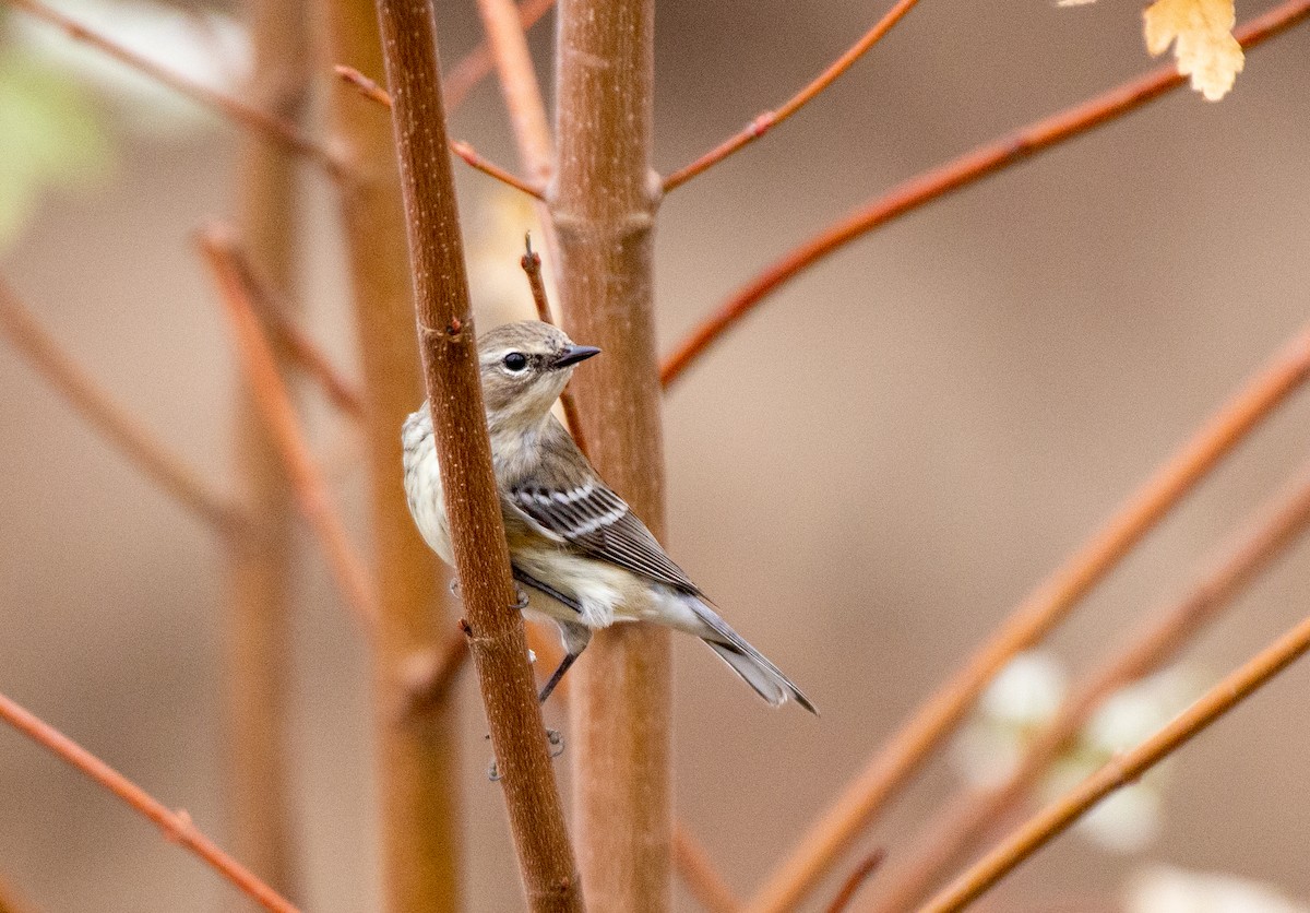 Yellow-rumped Warbler - ML525551921