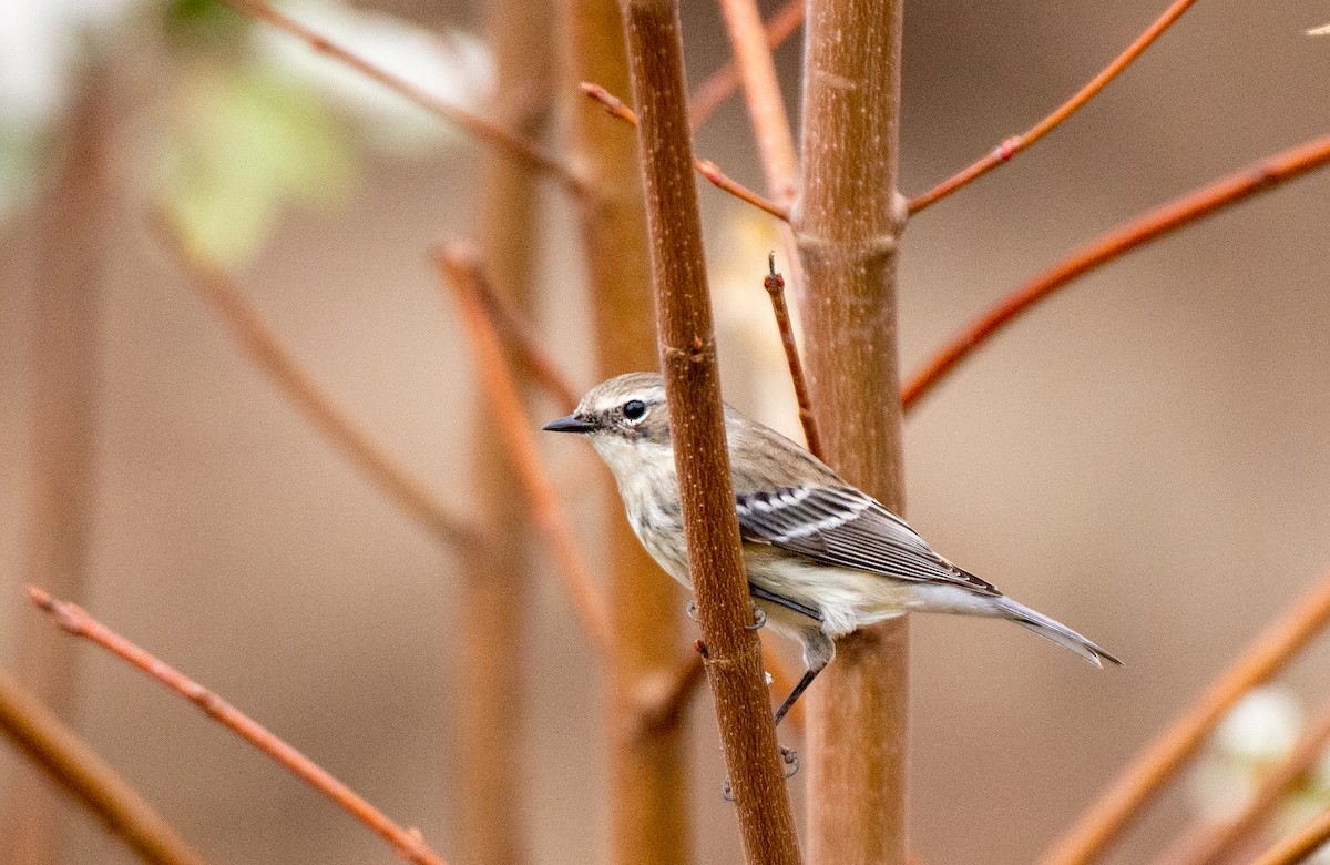 Yellow-rumped Warbler - ML525551931