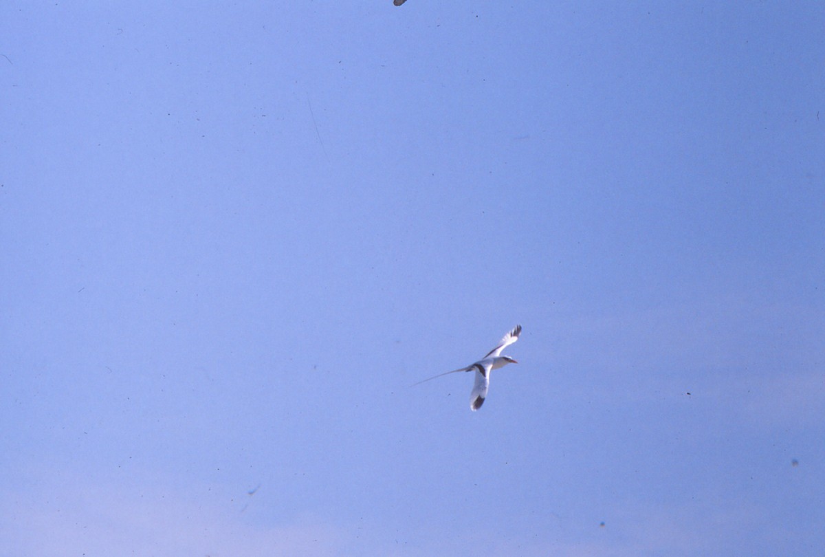 White-tailed Tropicbird - ML525553351