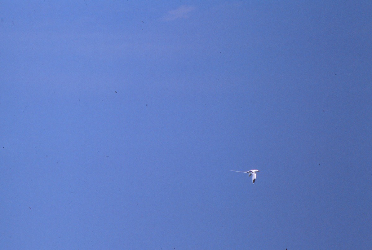 White-tailed Tropicbird - ML525553361