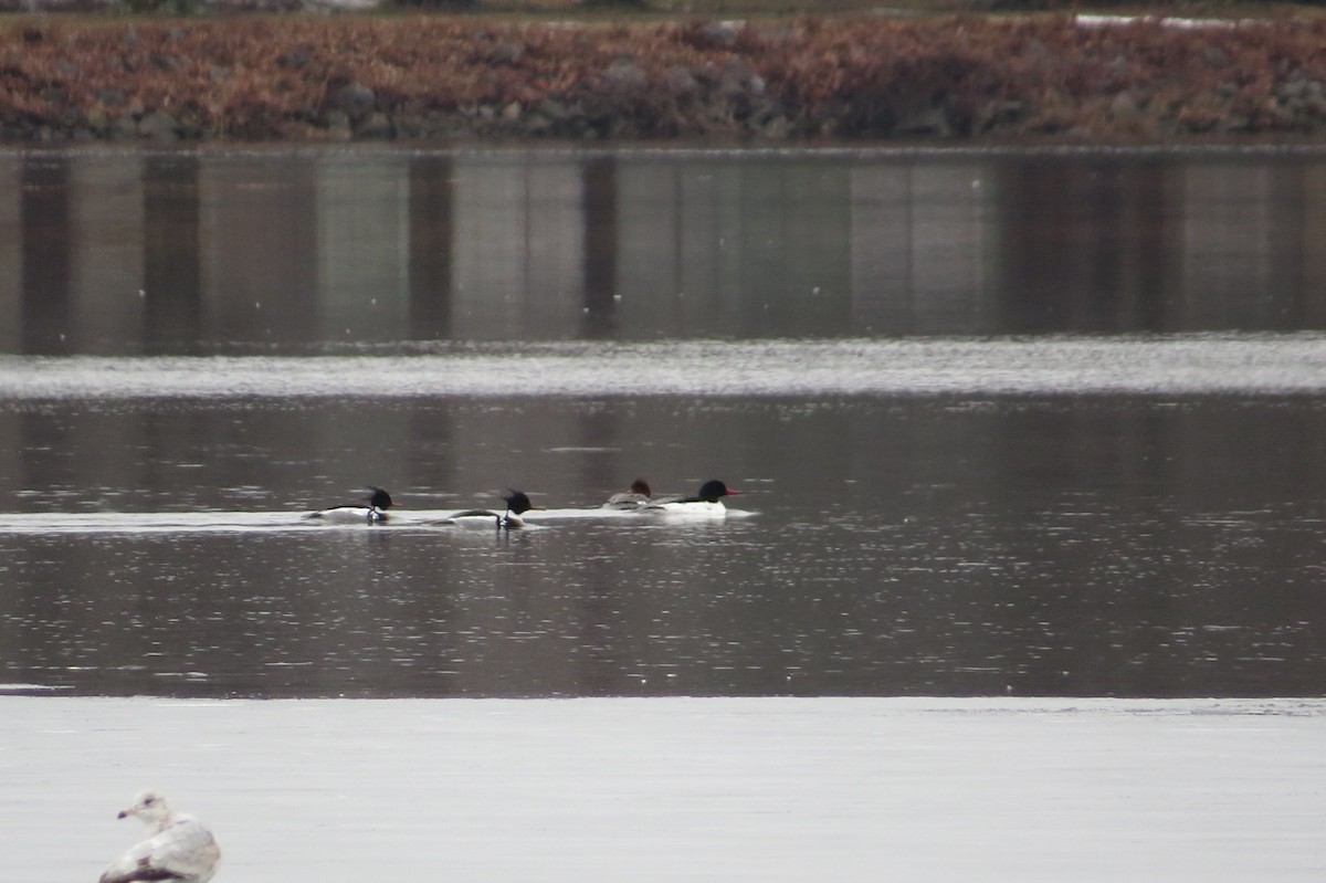 Red-breasted Merganser - ML52555371