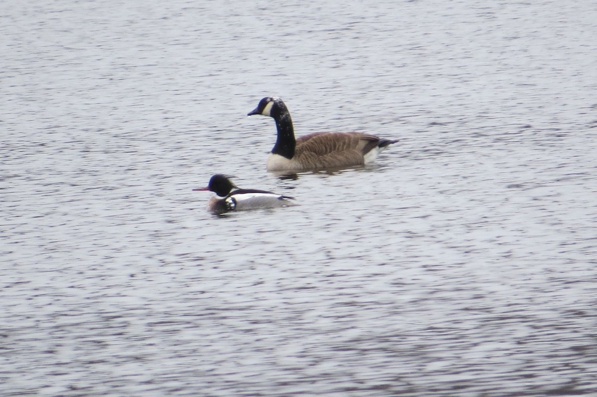 Red-breasted Merganser - ML52555381