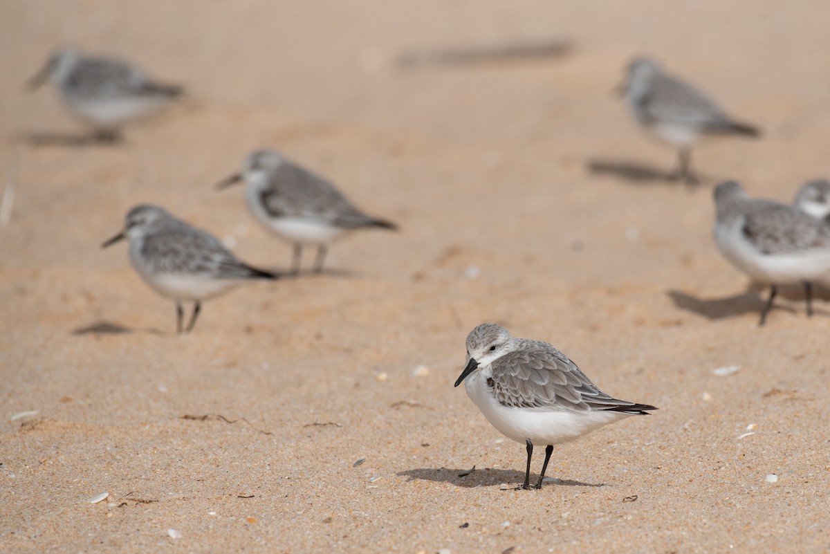 Sanderling - Derek Henderson