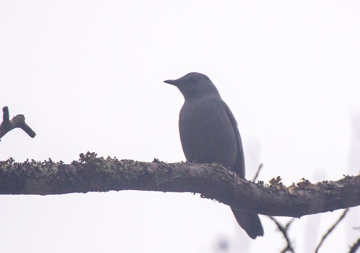 Gray Catbird - Herb Elliott