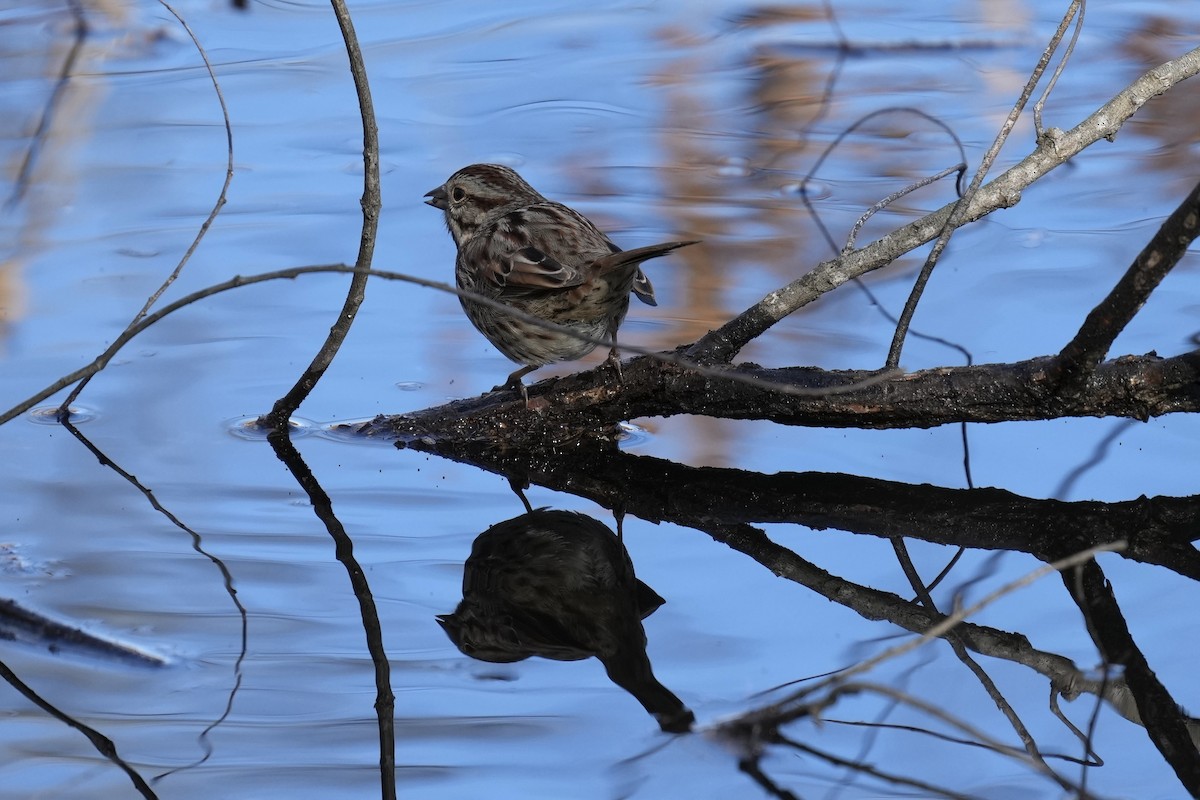 Song Sparrow - ML525557261
