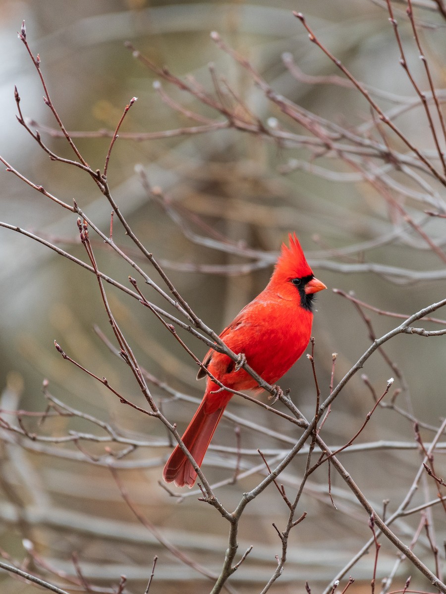 Cardinal rouge - ML525557701