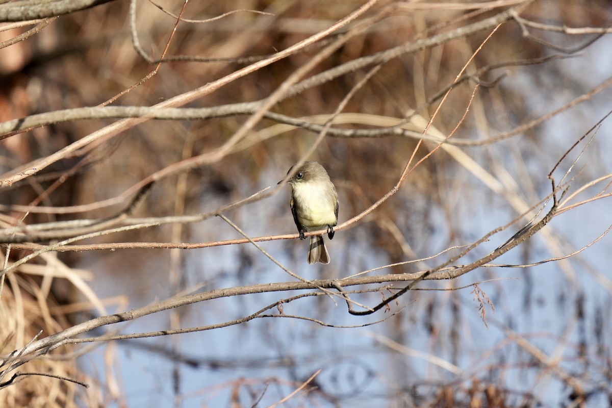 Eastern Phoebe - ML525558091