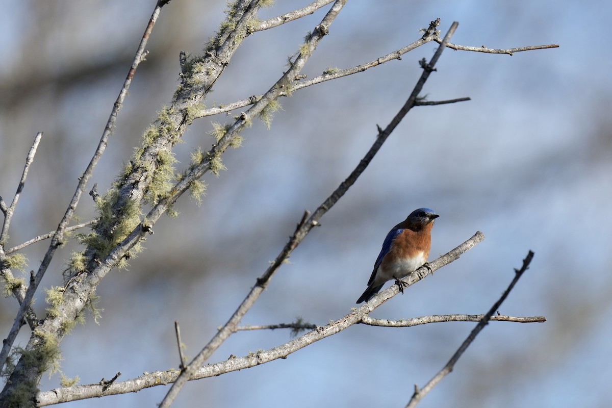 Eastern Bluebird - ML525558211