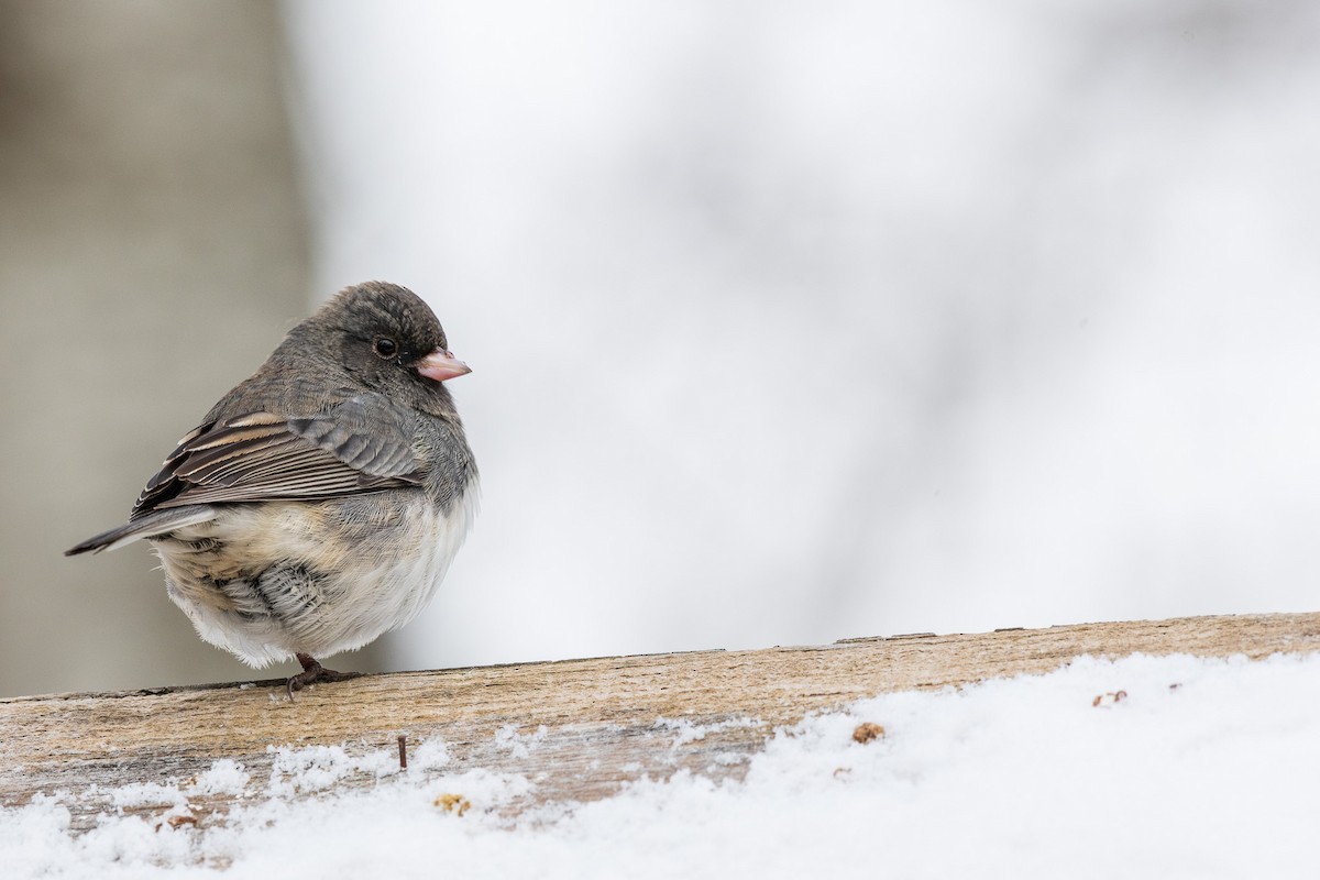 Junco ardoisé - ML525558651