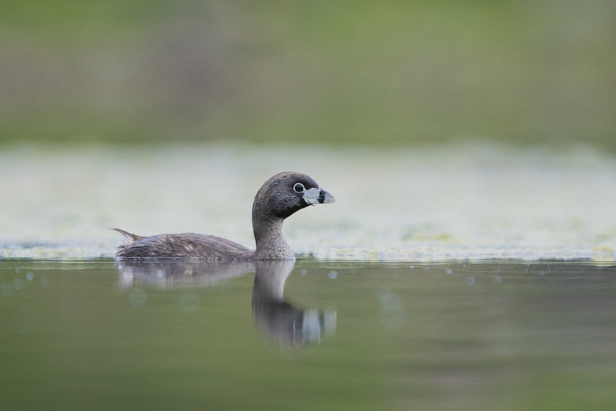 Pied-billed Grebe - ML525558851